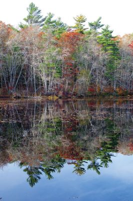 Autumn
 The fall foliage in this Mattapoisett village tree endured last week’s rain and wind well into the weekend, keeping observers suspended in another moment of autumnal bliss.Photo by Colin Veitch
