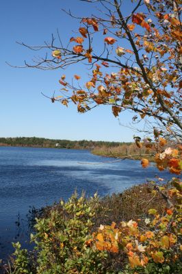 Autumn
A prelude to fall colors is seen on the leaves of maples bordering Snipatuit pond in Rochester. Photo by Laura Pedulli.
