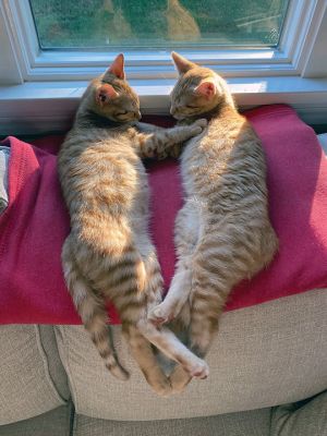 Finn and Ollie
Finn and Ollie stretched out in their forever home. They were fostered through CARE at the Acushnet shelter. Many kitties still await adoption. Photo by Carol Rhoads
