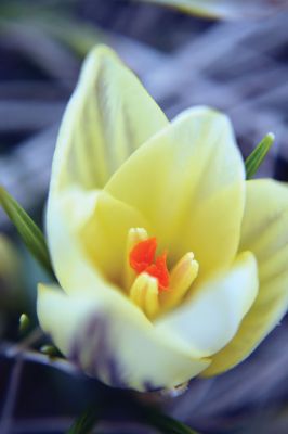 Closing in on Spring 
We spotted our first spring flowers last week on the same roadside knoll in Rochester that year after year seems to be one of the first stops for spring in the Tri-Town. Photo by Jean Perry
