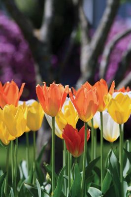 Flower Power 
The village of Marion is bursting with colorful blooms as spring sprung suddenly upon us in the Tri-Town region. These tulips were a literal traffic-stopping splash of color in the sun on Cottage Street across from the Marion Music Hall on Tuesday. Photo by Jean Perry
