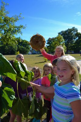 Sippican School Garden Club
Members of the Sippican School Garden Club have been busy this harvest season caring for their vegetables, herbs, and flowers after school. On September 23 it took ten enthusiastic little gardeners to pull up a ten-foot tall sunflower and carry it to “Weed Mountain.” After, the kids collected greens, grasses, and flowers to make an arrangement for the main office. Photo by Jean Perry
