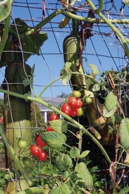 Mattapoisett Community Garden
Gardeners at the Mattapoisett Community Garden on the corner of Prospect and Pine Island Roads are enjoying a hearty harvest after another successful year of collaboration and partnership. All the available plots were occupied this year, and the group hopes to get even more gardeners involved next year. Photos by Jean Perry
