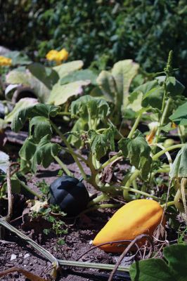 Mattapoisett Community Garden
Gardeners at the Mattapoisett Community Garden on the corner of Prospect and Pine Island Roads are enjoying a hearty harvest after another successful year of collaboration and partnership. All the available plots were occupied this year, and the group hopes to get even more gardeners involved next year. Photos by Jean Perry
