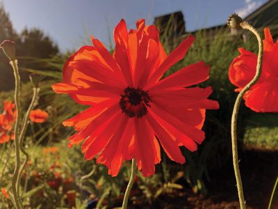 Weekend Fun
Colorful poppies blooming in a Mattapoisett garden. Photo by Faith Ball
