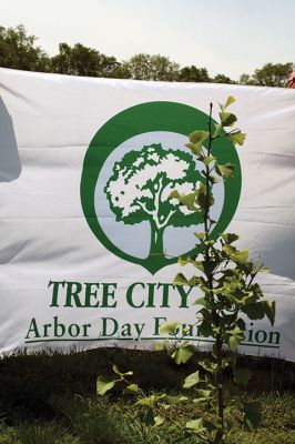 Sowing a Seed of Peace 
These tender young leaves belong to a ginkgo biloba sapling propagated from a 250-year-old tree that survived the Hiroshima atomic blast. The Town of Rochester held a ceremony by the recently planted baby tree at the Dexter Lane ball fields on August 6, the 72nd anniversary of the bombing, and also acknowledged the Town’s participation in Arbor Day. Photo by Jean Perry
