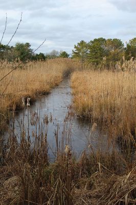 Goldovitz Bog
Sunday afternoon presented a golden opportunity to enjoy nature in the Tri-Towns, as seen in Marion near Goldovitz Bog and other Sippican Lands Trust properties. Photos by Mick Colageo. November 30, 2023 edition
