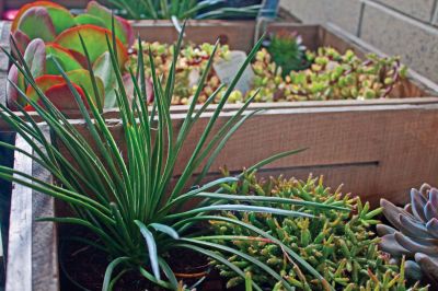 Habitat for Humanity Home and Garden Show
Planter boxes containing various kinds of succulents, plants with thick, fleshy leaves that require little soil and water to survive. 
