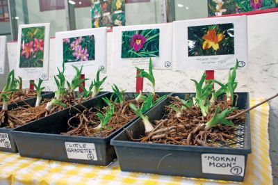 Habitat for Humanity Home and Garden Show
Billy's Lillies displays some of their flower varieties at the Habitat for Humanity Home and Garden Show at Tabor Academy, March 24, 2012.
