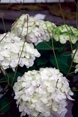 Habitat for Humanity Home and Garden Show
Hydrangea on display at the Home and Garden Show at Tabor Academy. 
