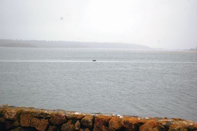 Marion Harbor Wildlife
Liz Hatch captured this shot of a harbor seal enjoying the ice flow in Marion Harbor.
