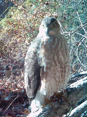 Hawk on Point Road
Hawk on Point Road in Marion. Photo by Robert Pina
