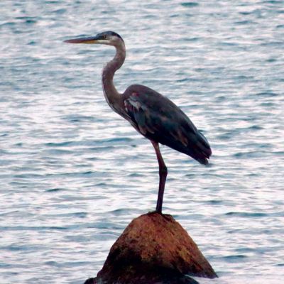 Blue Heron
Blue Heron resting on a rock off of Crescent Beach. By Faith Ball 
