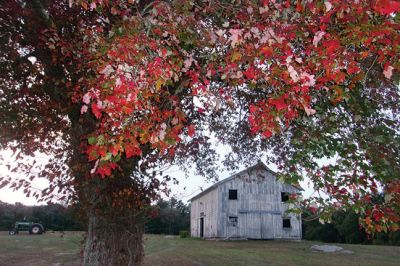 Long Plain Road
Ellie Higgins shared a picture of one of her favorite trees located on Long Plain Road

