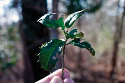 Nasketucket Bay State Reservation
Holly, often considered a yuletide decoration, is so prevalent at the Nasketucket Bay State Reservation in Mattapoisett, there is a hiking trail nicknamed "the holly trail."  Photo by Eric Tripoli.
