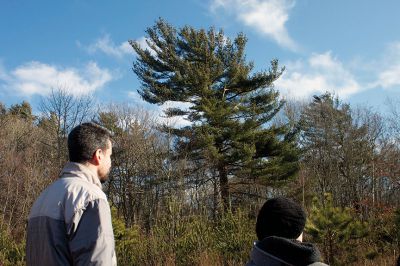 Nasketucket Bay State Reservation
Two hikers stand in front of an adult white pine at the Nasketucket Bay State Reservation during a hike on Sunday, January 21.  If given enough time and sunlight, white pines can grow to be one of the biggest trees in their environment.  Photo by Eric Tripoli. 
