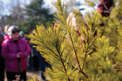 Nasketucket Bay State Reservation
White pine trees are common around the Nasketucket Bay State Reservation in Mattapoisett.  One can easily identify a white pine from the needles, which are soft, and grow in groups of five.  Pictured here is a young white pine no more than a few years old.  Photo by Eric Tripoli.
