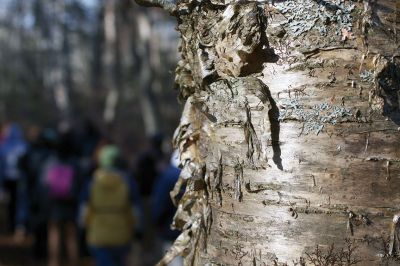 Nasketucket Bay State Reservation
Hikers walk past a yellow birch during a winter walk through Nasketucket Bay State Reservation in Mattapoisett on January 21.  A member of the Department of Conservation and Recreation led an expedition around the reservation, which focused on identifying local plants that thrive during the cold winter months.  Photo by Eric Tripoli.  
