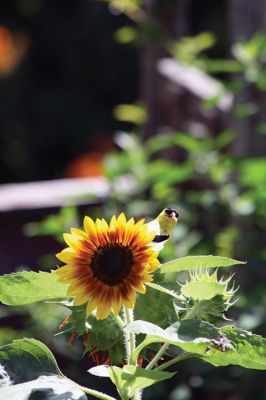 Bye, Bye, Birdie...
 The summer has ended and soon it will be time for this handsome guy to head on south, or maybe not? Like some bird species, it’s becoming less uncommon for goldfinches to remain with us all winter, so long as the food supply is steady. Goldfinches love sunflowers, and as you can see, this one doesn’t care who’s watching him devour this glorious sunflower seed by beak-watering seed. Photo by Jean Perry - September 26, 2019 edition
