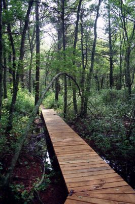 Eastover Trail
A boardwalk stretches through "Eastover South", a new Marion hiking trail that is being built by the Trustees of Reservation and a group of local volunteers. Photo by Robert Chiarito
