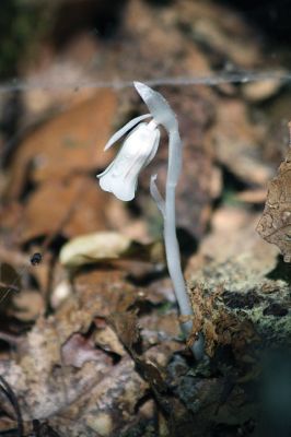 Corpse flowers
Corpse flowers – These monotropa uniflora – “Indian pipes”, “ghost plant”, or “ghost pipes” as they are otherwise known – are perennial waxy-white, fleshy, iridescent flowers that rise from the forest floor like tiny ghosts in a graveyard, hidden beneath the shadows of ferns and fallen tree trunks. These herbaceous flowers exist without the sun’s energy, void of the chlorophyll that gives other plants their green color. 
