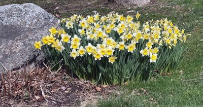 JenShepley_Daffodils.jpg
