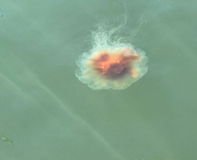 Jellyfish
Jennifer Shepley shared this photo of Jellyfish in Marion Harbor
