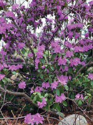 Spring Flowers
Jennifer Shepley shared these great flowers-around-town photos.
