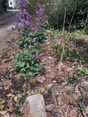 Spring Flowers
Jennifer Shepley shared these great flowers-around-town photos.
