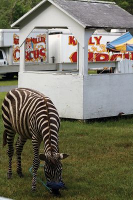 Kelly Miller Circus
The Rochester Lion’s Club brought the Kelly Miller Circus to Marion on June 25. Photo by Taylor Mello
