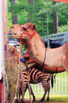 Kelly Miller Circus
The Rochester Lion’s Club brought the Kelly Miller Circus to Marion on June 25.Photo by Taylor Mello
