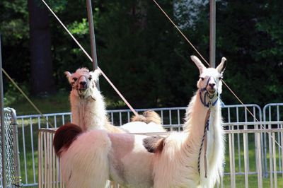 Kelly Miller Circus
The Rochester Lion’s Club brought the Kelly Miller Circus to Marion on June 25. Photo by Taylor Mello
