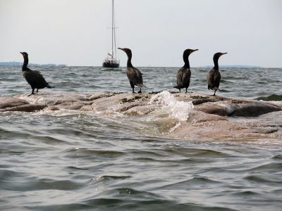 From My Kayak
Inspired by her view of nature in the Mattapoisett Harbor, local author Donna Tufts wrote a book titled, “From My Kayak” that was recently distributed to children participating in the town’s kayaking lessons. Here are some of the photos she shared. Photos courtesy of Donna Tufts
