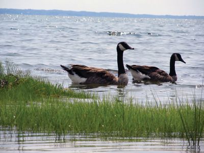 From My Kayak
Inspired by her view of nature in the Mattapoisett Harbor, local author Donna Tufts wrote a book titled, “From My Kayak” that was recently distributed to children participating in the town’s kayaking lessons. Here are some of the photos she shared. Photos courtesy of Donna Tufts
