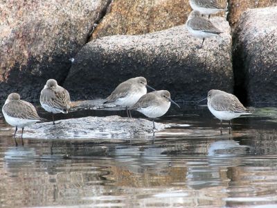 From My Kayak
Inspired by her view of nature in the Mattapoisett Harbor, local author Donna Tufts wrote a book titled, “From My Kayak” that was recently distributed to children participating in the town’s kayaking lessons. Here are some of the photos she shared. Photos courtesy of Donna Tufts
