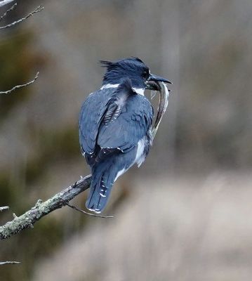 Kingfisher
Mary-Ellen Livingstone shared these pictures of a belted kingfisher she spotted in Mattapoisett. 
