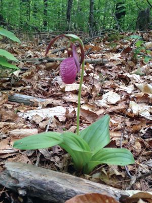 Lady’s Slipper 
There are plenty of pink Lady’s Slipper wildflowers to behold along the trails of New Bedford Waterworks in Rochester. (Note: Please refrain from picking these flowers as many members of this orchid genus are on the Massachusetts List of Endangered, Threatened and Special Concern Species.) Photo by Marcy Smith
