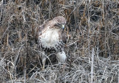 Osprey
Mary-Ellen Livingstone shared these photos of the ospreys that returned to their nest on March 29.
