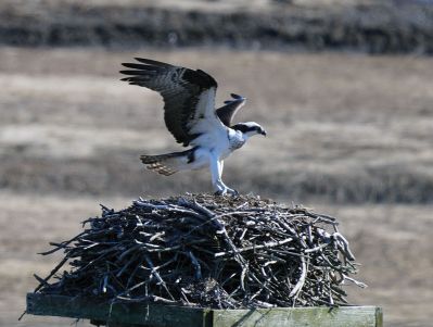 Osprey
Mary-Ellen Livingstone shared these photos of the ospreys that returned to their nest on March 29.
