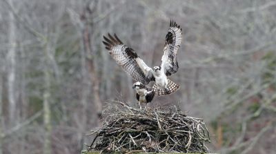 Osprey
Mary-Ellen Livingstone shared these photos of the ospreys that returned to their nest on March 29.
