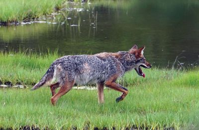 Coyote
A coyote walking through the marsh off of Mattapoisett Neck Road. Photo by Mary-Ellen Livingstone
