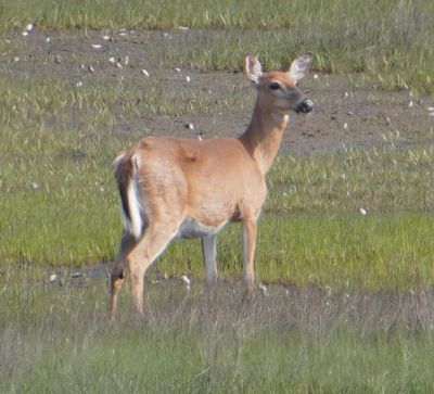 Mattapoisett Marsh
Mary-Ellen Livingstone shared these photos taken on a busy wildlife day in the Mattapoisett marsh.
