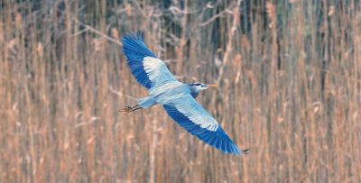 Great Blue Heron
A great blue heron coming out of the marsh in Mattapoisett. Photo by Mary-Ellen Livingstone
