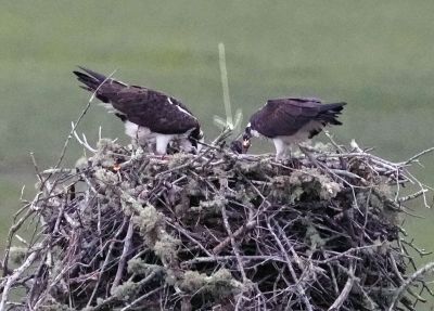 Baby Osprey
Baby osprey. Photo by Mary-Ellen Livingstone
