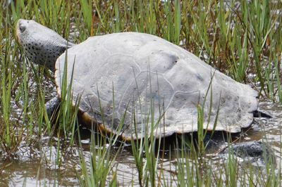 Mattapoisett Marsh
Mary-Ellen Livingstone shared these photos taken on a busy wildlife day in the Mattapoisett marsh.
