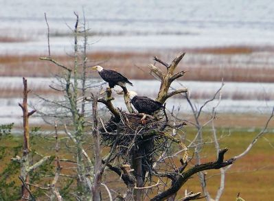 Eagles
Eagles in Mattapoisett
