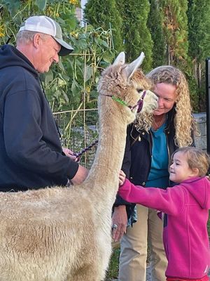 Llama Visit
Lauren and Jeff Paine from Pine Meadow Farm in Mattapoisett brought Chocolate and Patience to visit the children at the Loft School on October 20. The Pre-K class has been learning about Peru this month. The children had a chance to ask questions, see what Alpacas eat, feel their shorn fur and pet their new friends. In November, Pine Meadow Farm will be holding an Open House, where the public can visit the animals and purchase unique products. Courtesy photo
