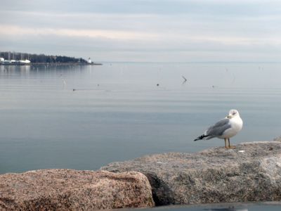 Lonely Waters
Mattapoisett Harbor is empty now, but winter is almost over.
