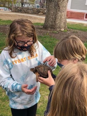 Marion Natural History Museum
The Marion Natural History Museum after-school group had a wonderful time learning about the Eastern Box Turtle with Brian Butler of Oxbow Associates, Inc. Brian explained why land turtles are rounder than turtles that live in water, and that turtles have been on earth for 200 million years. Box turtles protect themselves by pulling their heads and legs into their shell and closing up, however they don't move very fast. 
