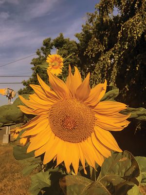 Mattapoisett Land Trust
The Mattapoisett Land Trust sunflower garden, planted in solidarity with Ukraine, is now in full bloom at the Seahorse. Ukraine is the largest exporter of sunflower oil in the world so it’s the country’s national flower. Photos courtesy of Mattapoisett Land Trust
